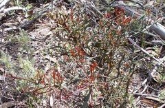 Daviesia pectinata