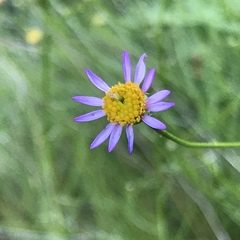 Erigeron serpentinus