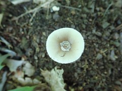 Amanita solaniolens