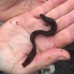 Apodichthys flavidus