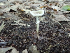 Amanita solaniolens