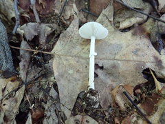 Amanita solaniolens