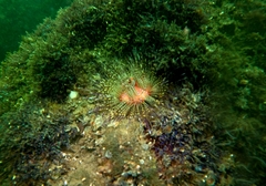 Astropyga pulvinata