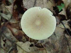 Amanita solaniolens