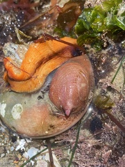 Crepidula norrisiarum