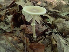 Amanita solaniolens