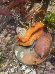 Crepidula norrisiarum