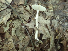 Amanita solaniolens