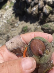 Crepidula norrisiarum