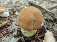 Boletus nobilissimus
