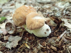 Boletus nobilissimus