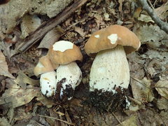 Boletus nobilissimus