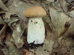 Boletus nobilissimus