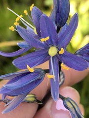 Camassia quamash quamash