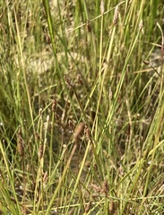 Eleocharis wolfii