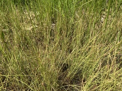 Eleocharis wolfii