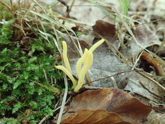 Clavaria amoenoides