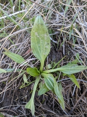 Plantago eriopoda