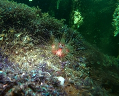 Astropyga pulvinata