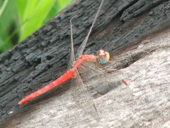 Crocothemis divisa