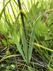 Camassia quamash quamash