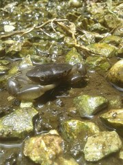 Pseudothelphusa dugesi