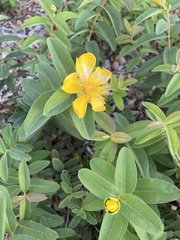 Hypericum canariense