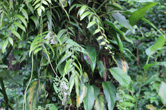 Asplenium juglandifolium