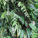 Asplenium juglandifolium - Photo (c) gustavoarango, algunos derechos reservados (CC BY-NC), uploaded by gustavoarango