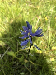 Camassia quamash quamash