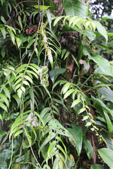 Asplenium juglandifolium