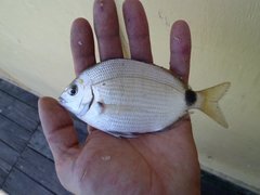 Diplodus holbrookii