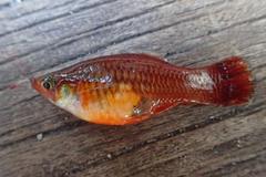 Xiphophorus variatus