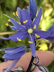 Camassia quamash quamash