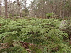 Hypolepis glandulifera