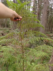 Hypolepis glandulifera