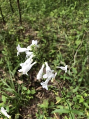 Penstemon alluviorum