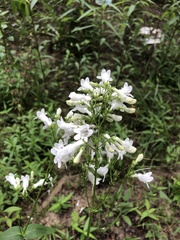 Penstemon alluviorum