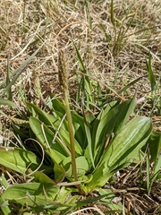 Plantago eriopoda