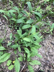 Penstemon alluviorum
