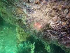 Astropyga pulvinata