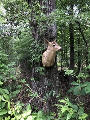 Penstemon alluviorum