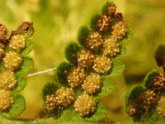 Hypolepis glandulifera