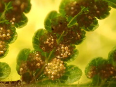 Hypolepis glandulifera