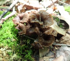 Craterellus caeruleofuscus