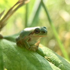 Hyla japonica
