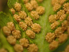 Hypolepis glandulifera