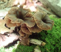 Craterellus caeruleofuscus