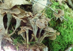 Craterellus caeruleofuscus