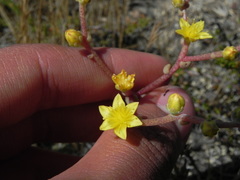 Dudleya variegata